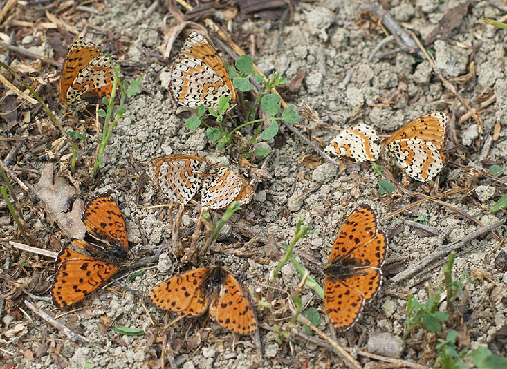 Pavonia maggiore (Saturnia pyri)